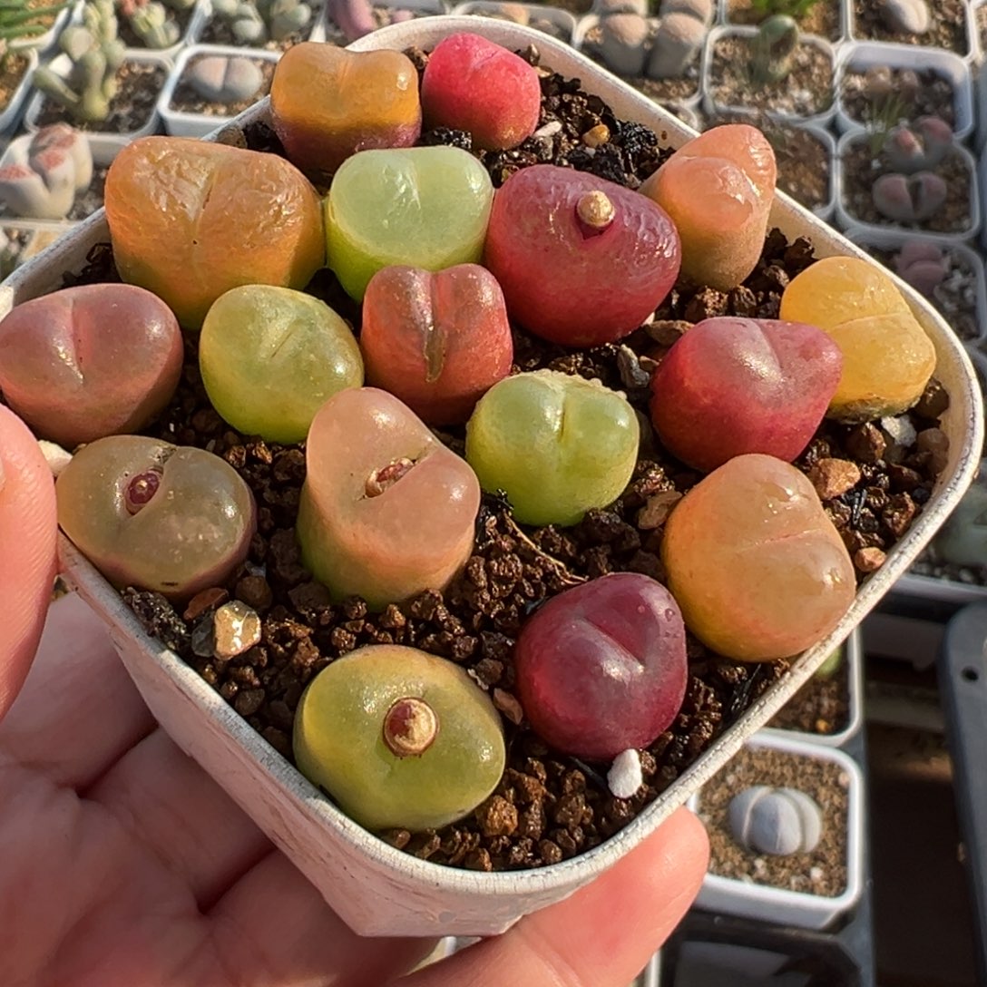 841多肉植物种类多样