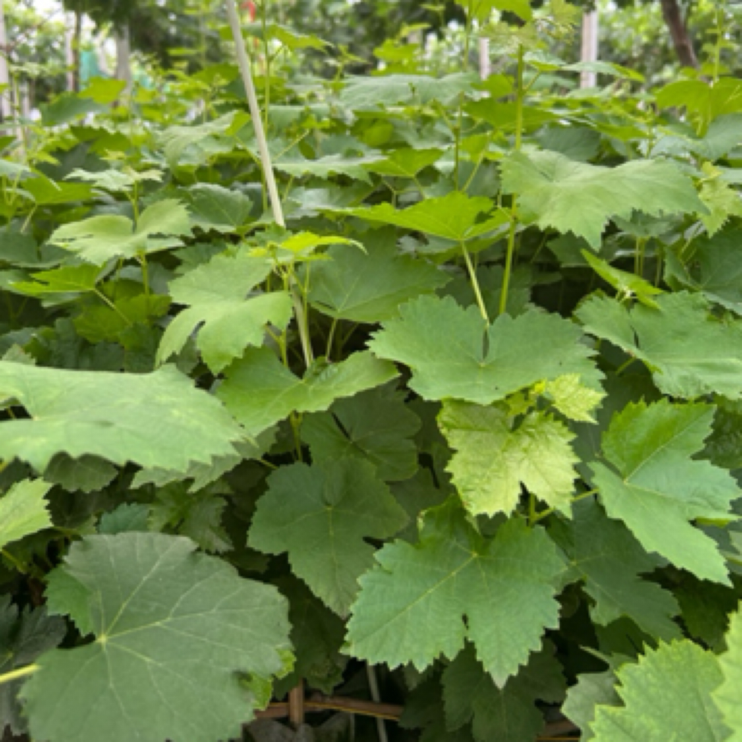 葡萄苗盆栽地栽阳台庭院花园植物