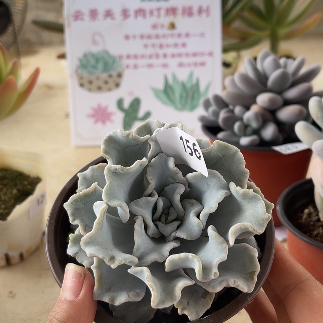 芭蕾舞者。 156。 11111111