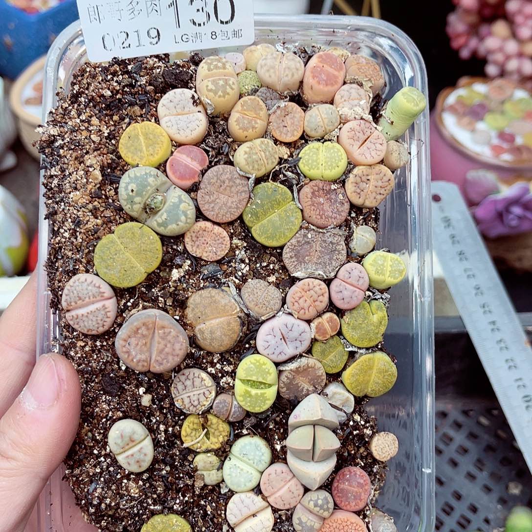 郎哥多肉生石花19-130