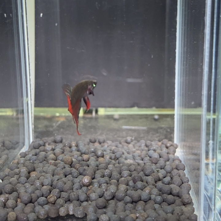 斗鱼泰国斗鱼533号