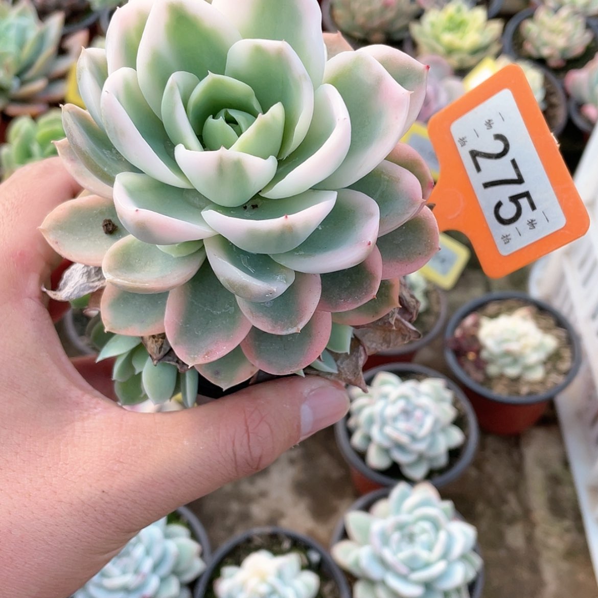 【闪购商品】275号