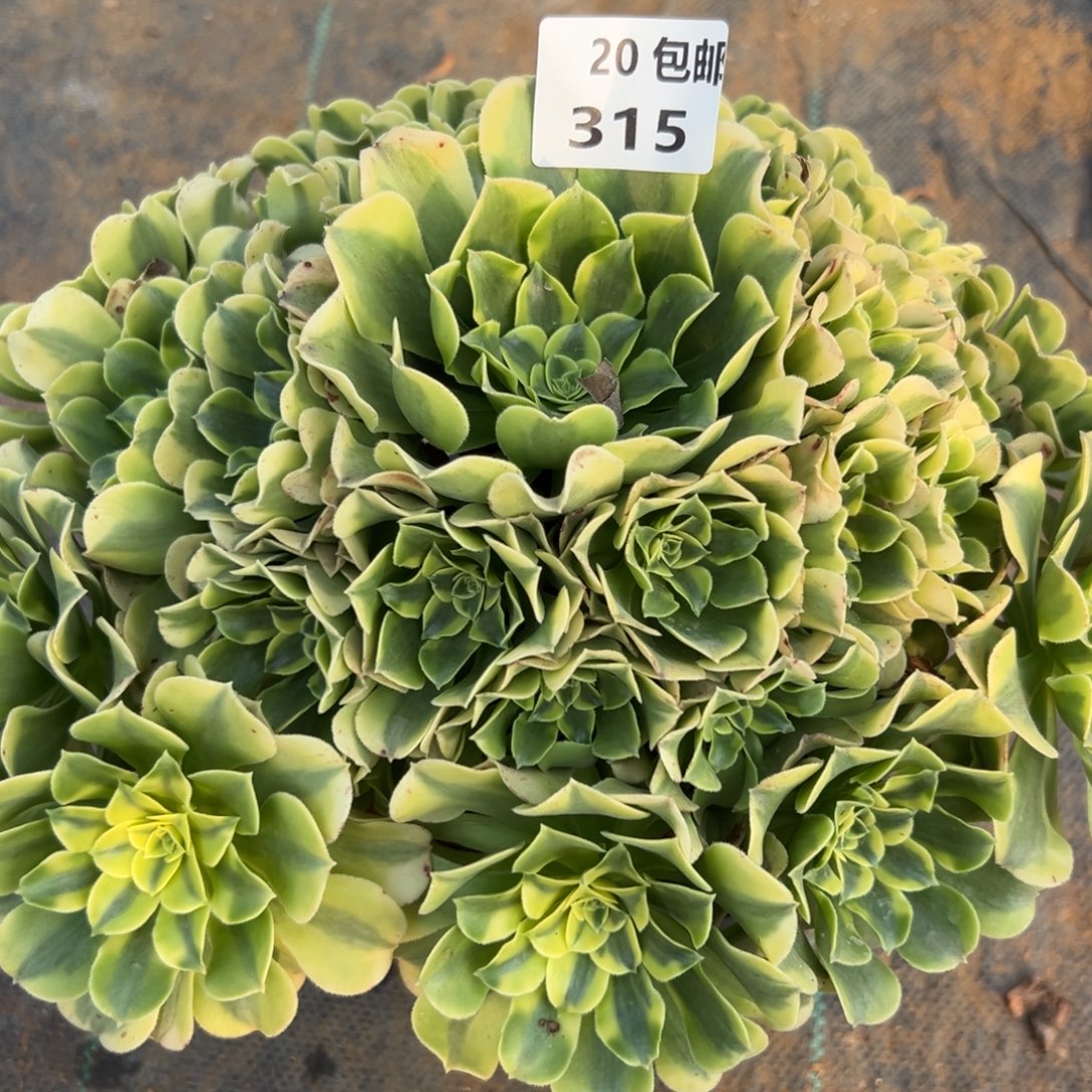 315绿豆沙，满20包邮嘟叮熊