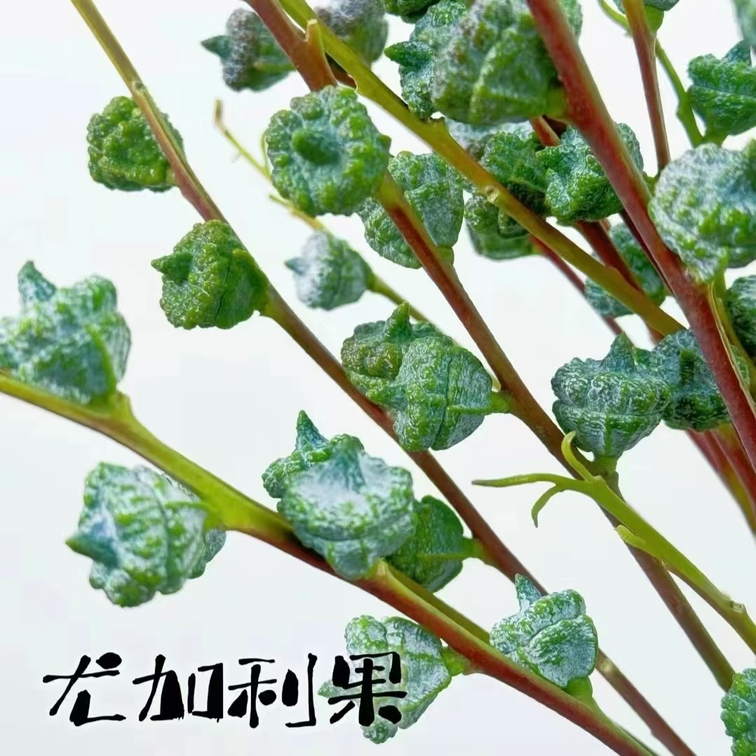 钻石尤加利新果鲜切花，木本花材、养护简单、可做干花 中秋好物