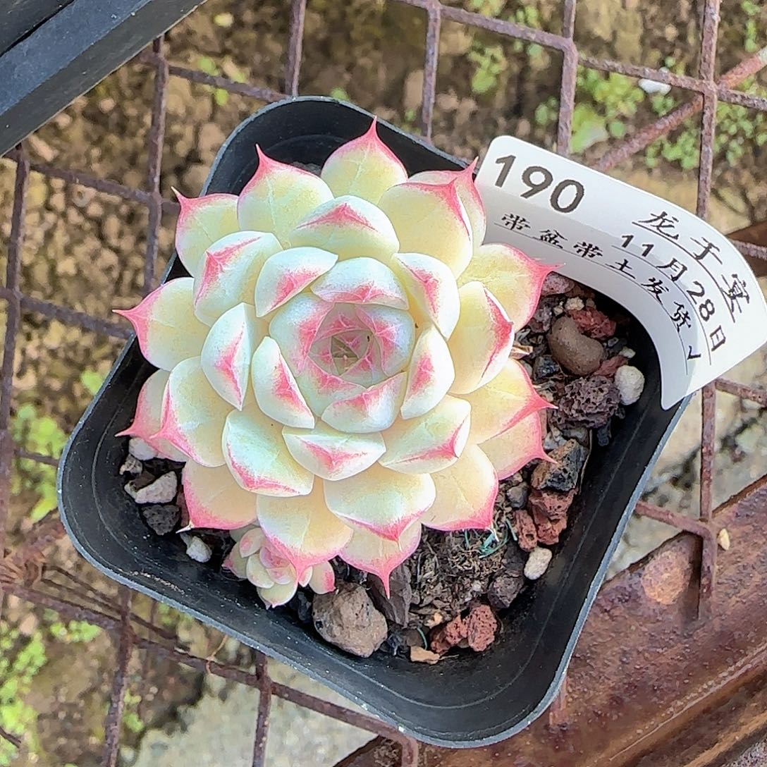 怡***寶多肉1128-190女王玫瑰