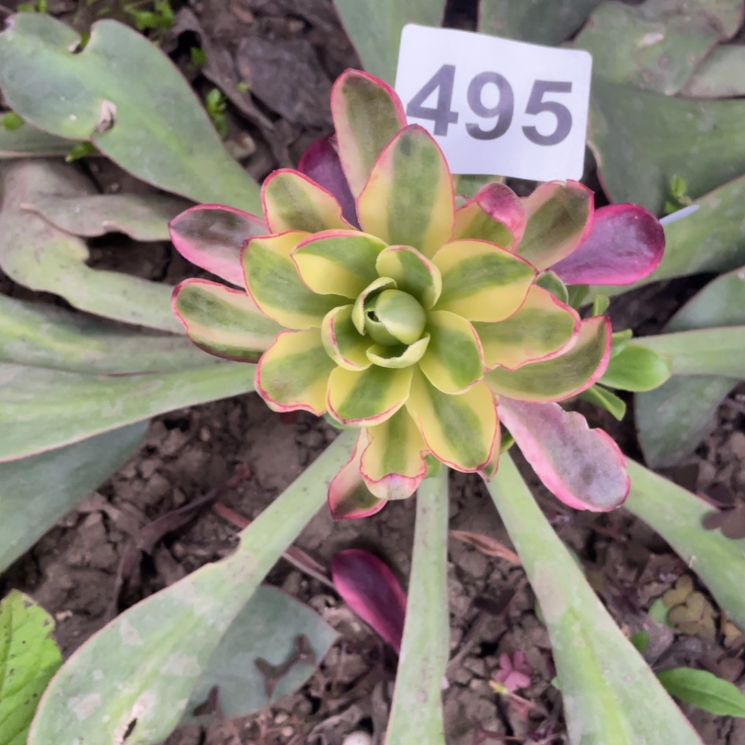 495号美金，玫瑰金如意包心的