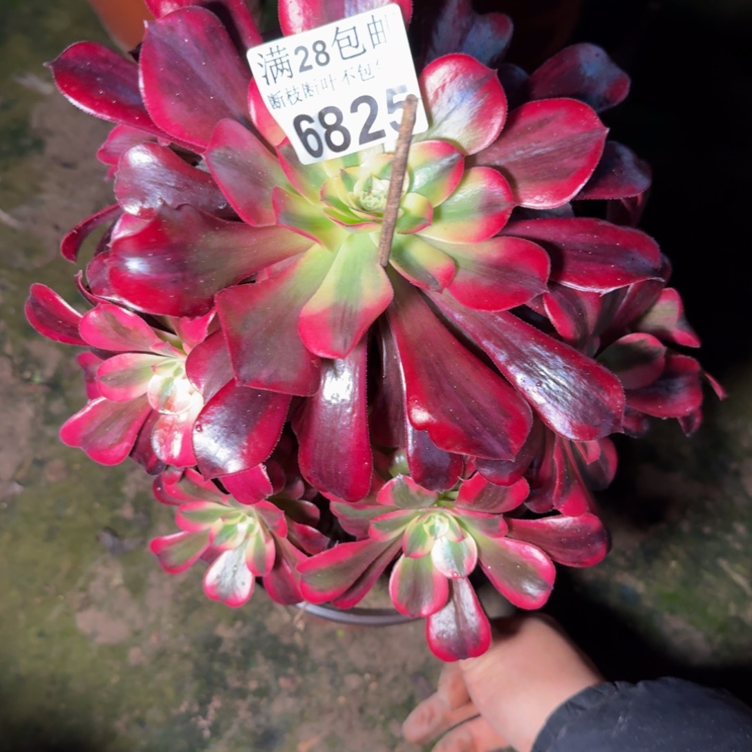 6825美杜莎多肉植物