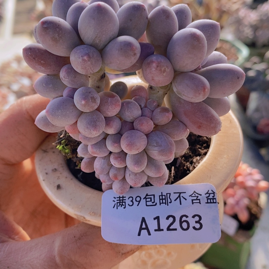 汤圆6cm1263多肉植物