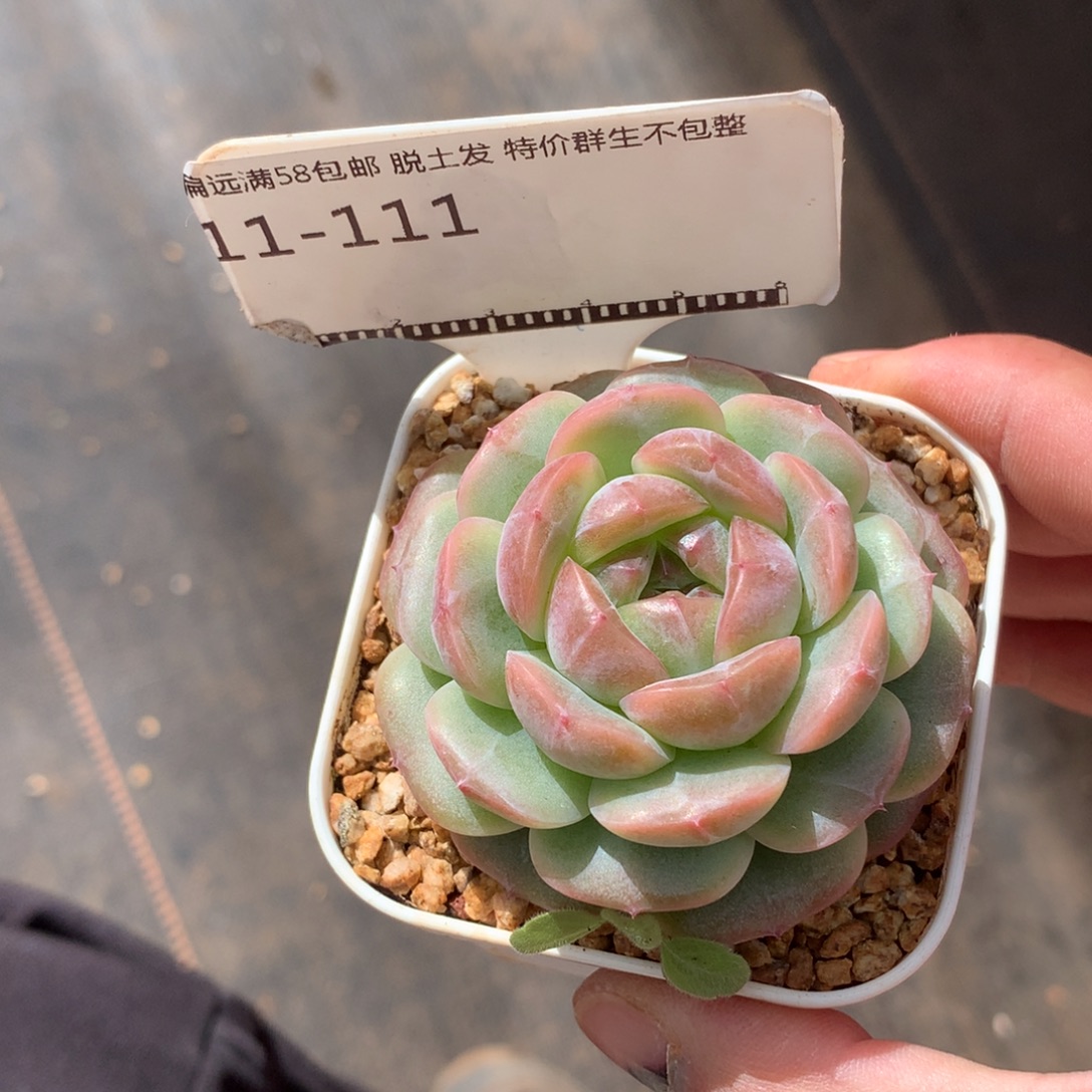 遥遥领先珍妮优选58包邮