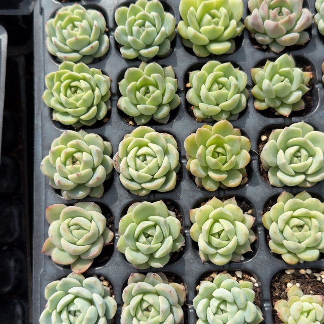 未选育珍妮二十四颗带穴盘发货量拍6-12