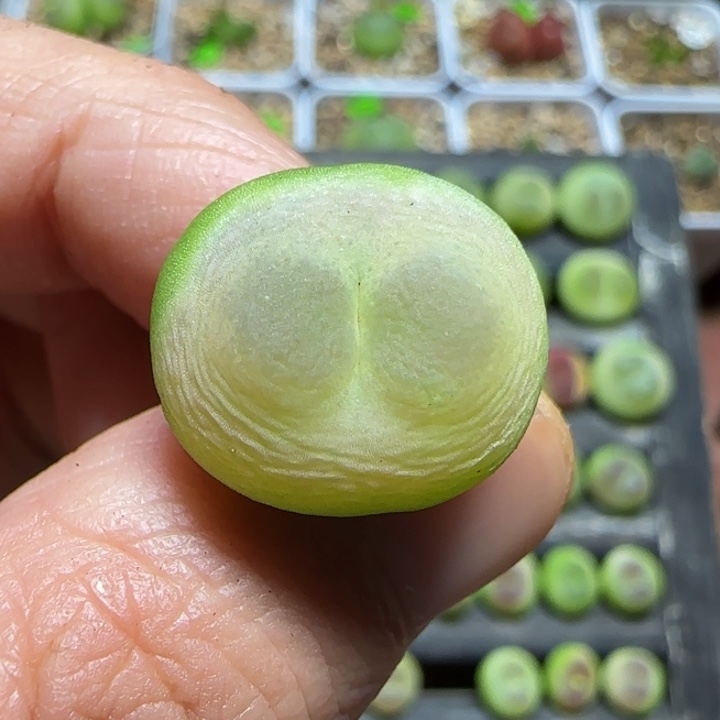山***.专拍漂亮多肉植物288