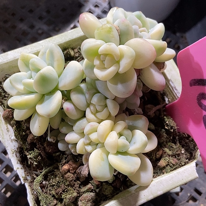 多肉植物劳尔锦102多肉