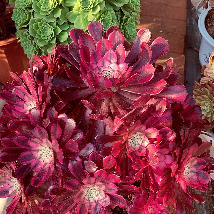 红超白，多肉植物