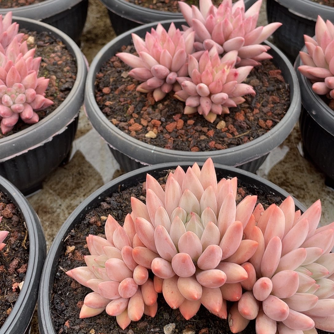 红蜻蜓杂交精控15厘米可挑