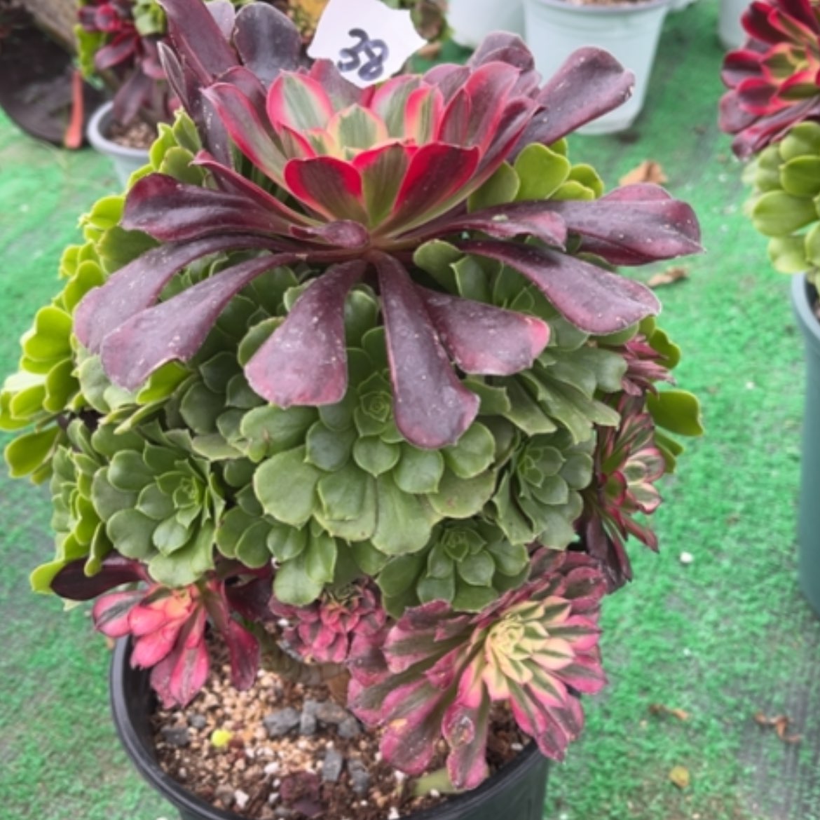 【闪购商品】38嫁接多肉法师