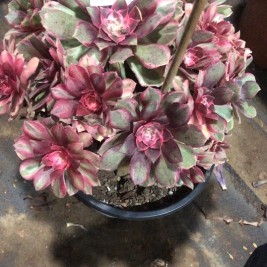 @***单无花朵黑魔镜法师多肉植物613号五根