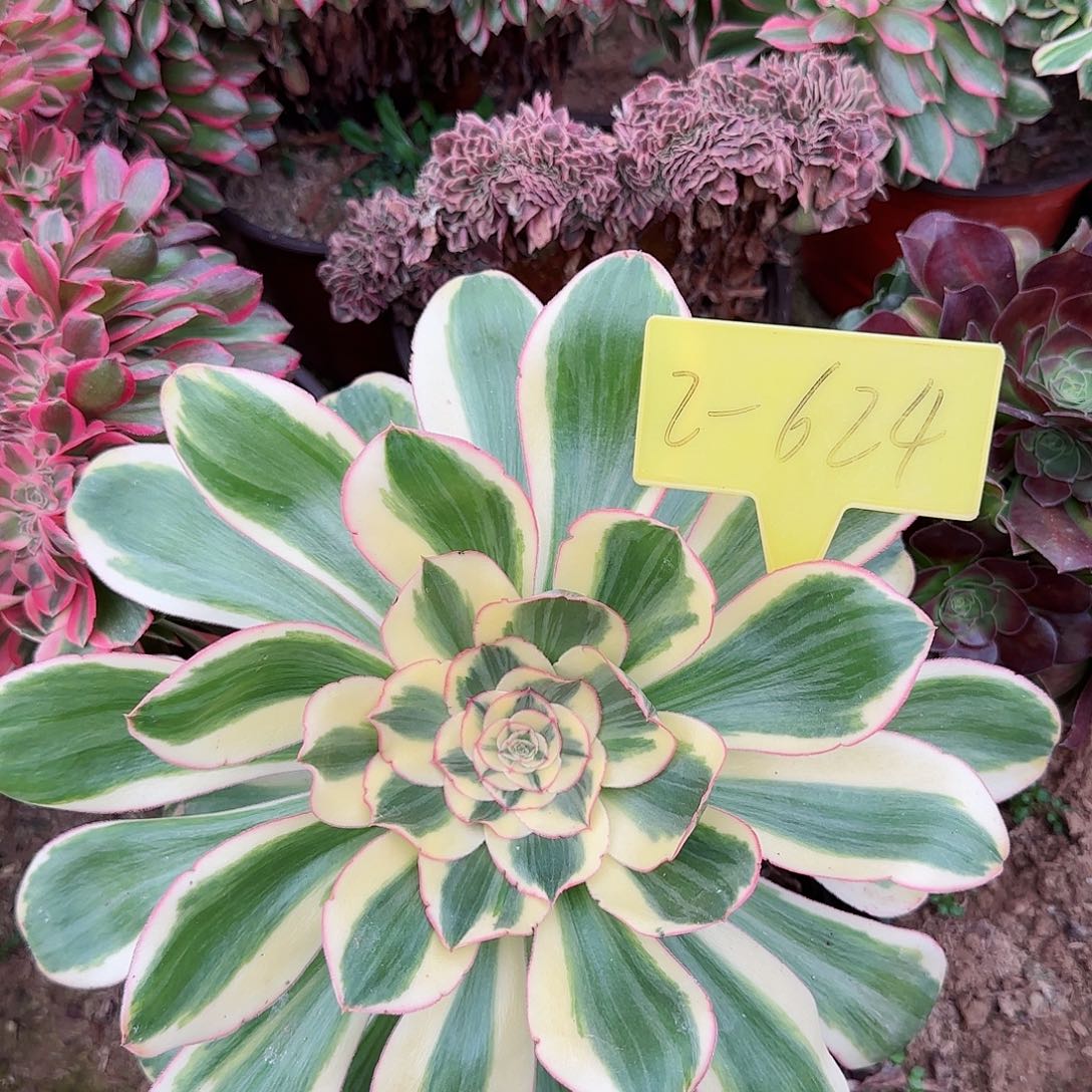 2-624---多头多肉植物