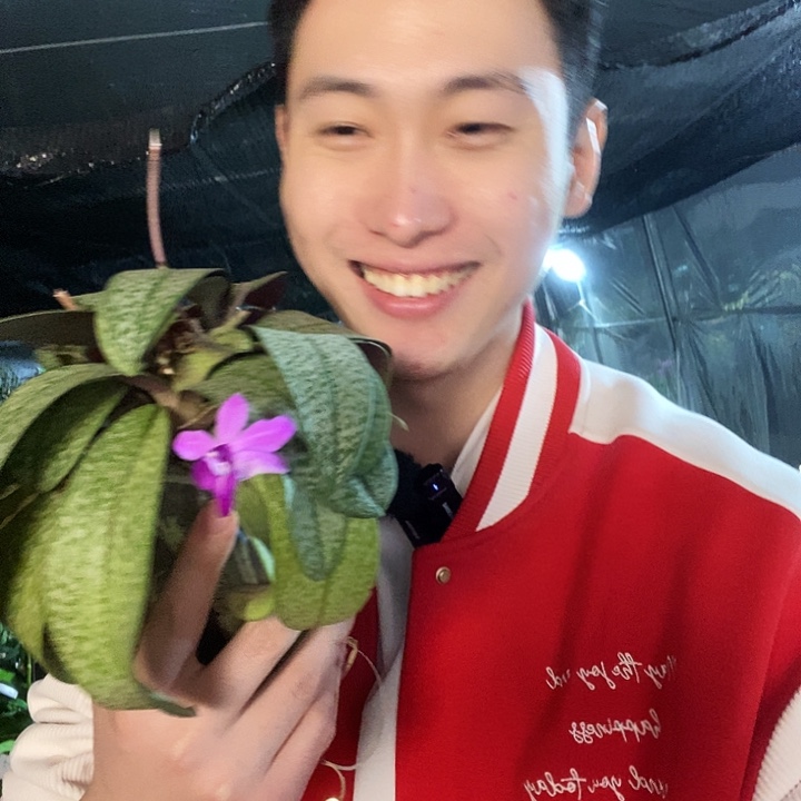 无花朵五唇兰福利