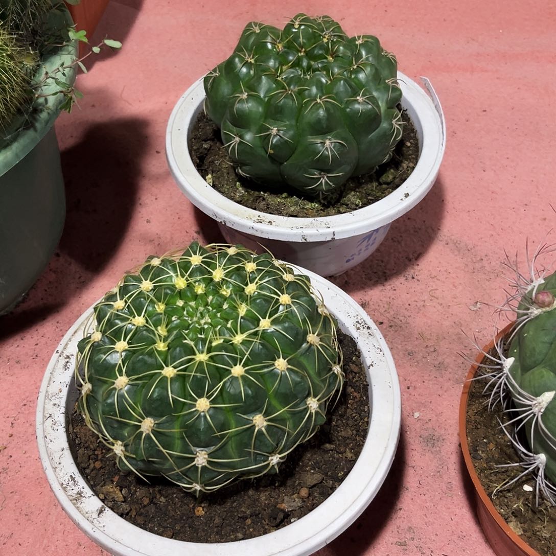 自*海王仙人球开花球