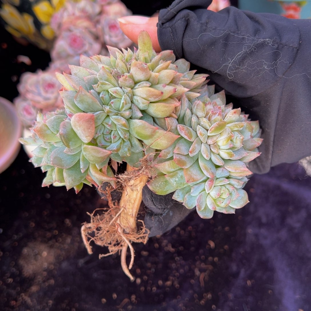 块***肉灯泡琥珀缀 天天开心