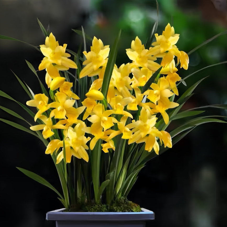 带花苞（黄金香水）浓香好养兰花