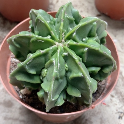 核桃五角仙人球35米