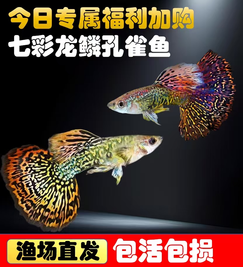 【今日仅限直播间福利加购】任意下单加购精品七彩龙鳞孔雀鱼1对