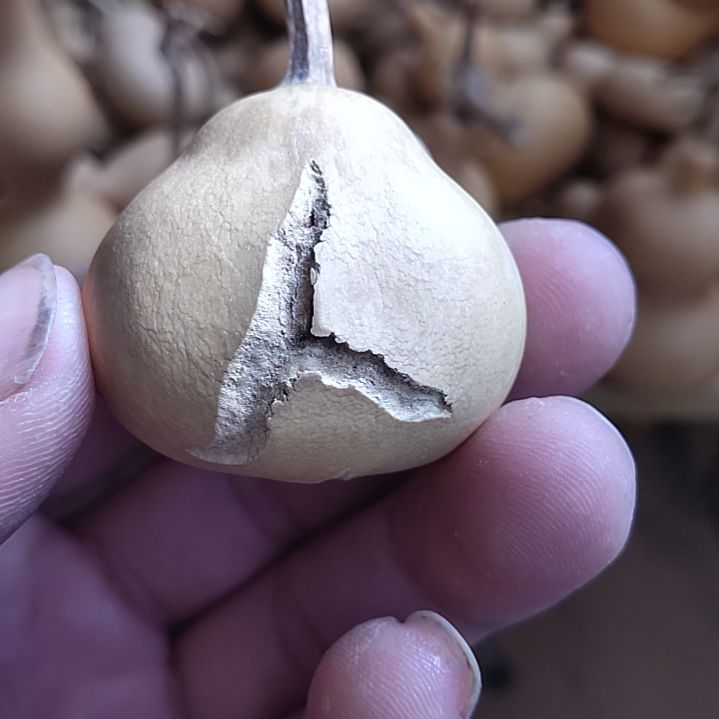文玩葫芦，天裂葫芦