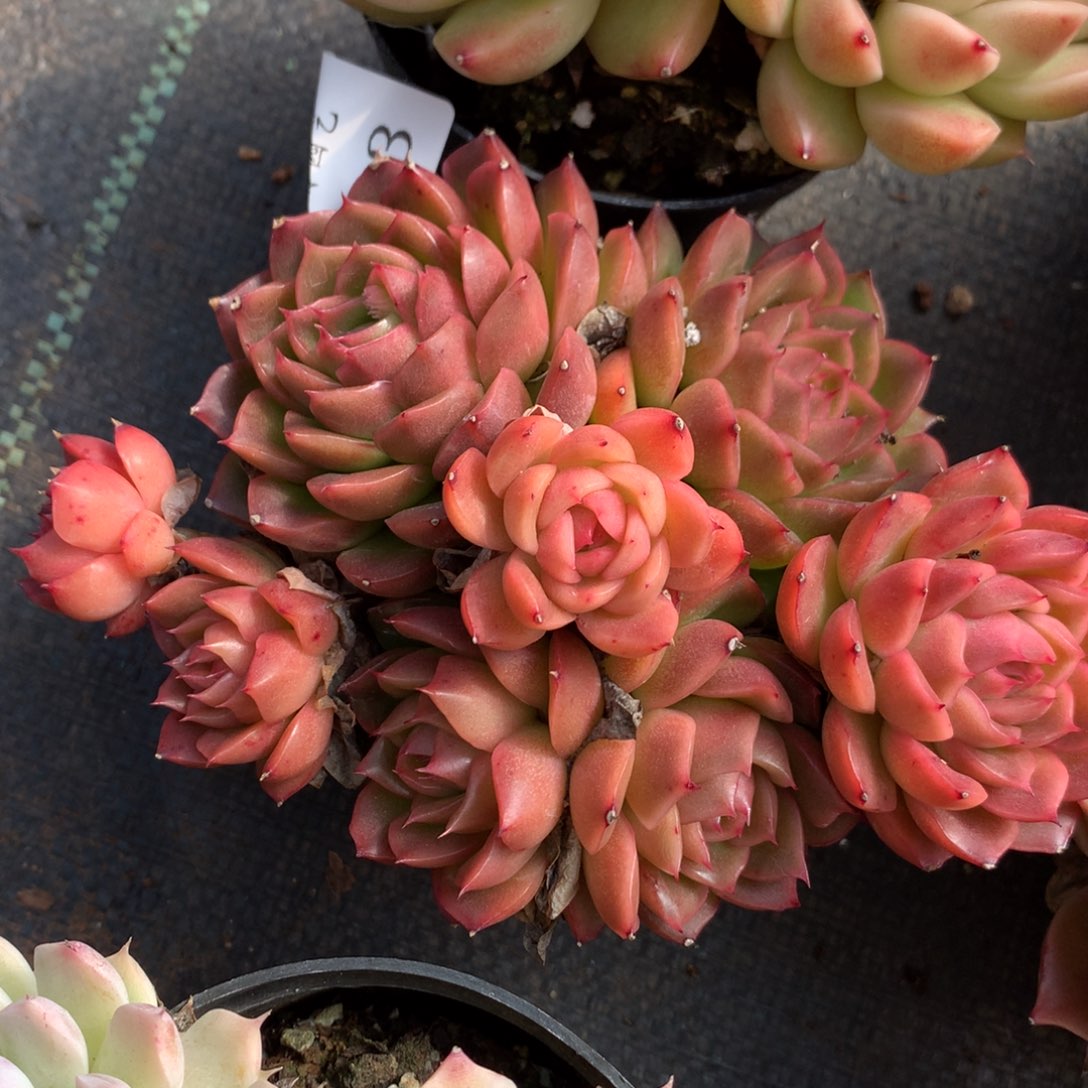 793新年快乐发发发