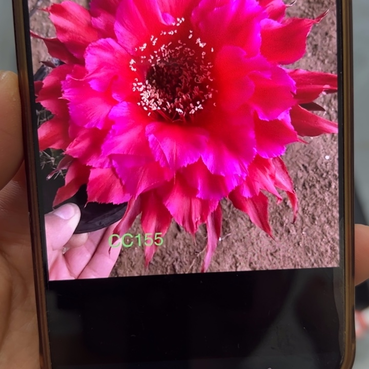 仙人球彩草歪cc155