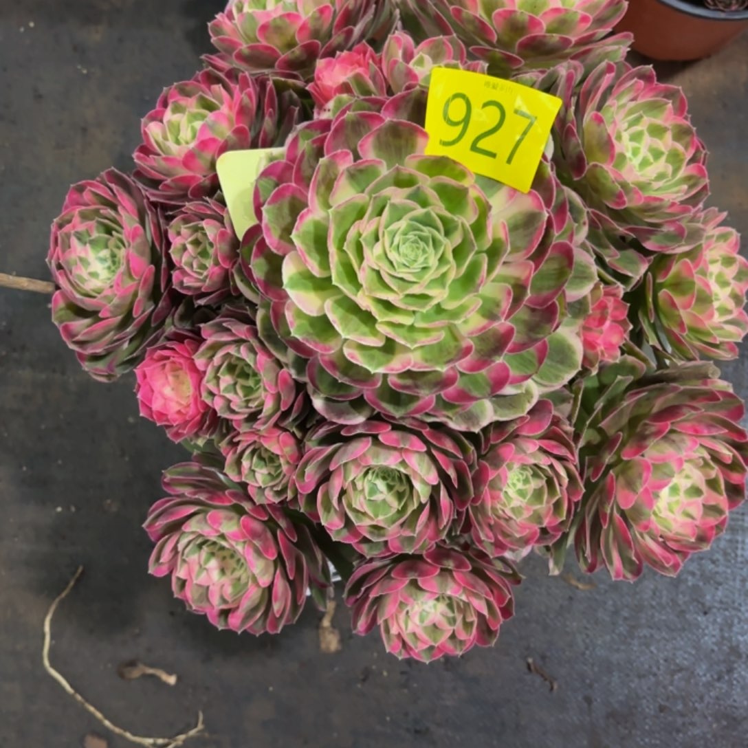 哈哈多肉葡萄福利来927