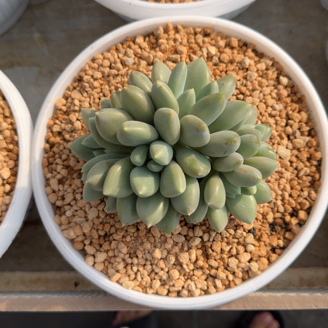 黄胖体 哥特 群生 一物一拍