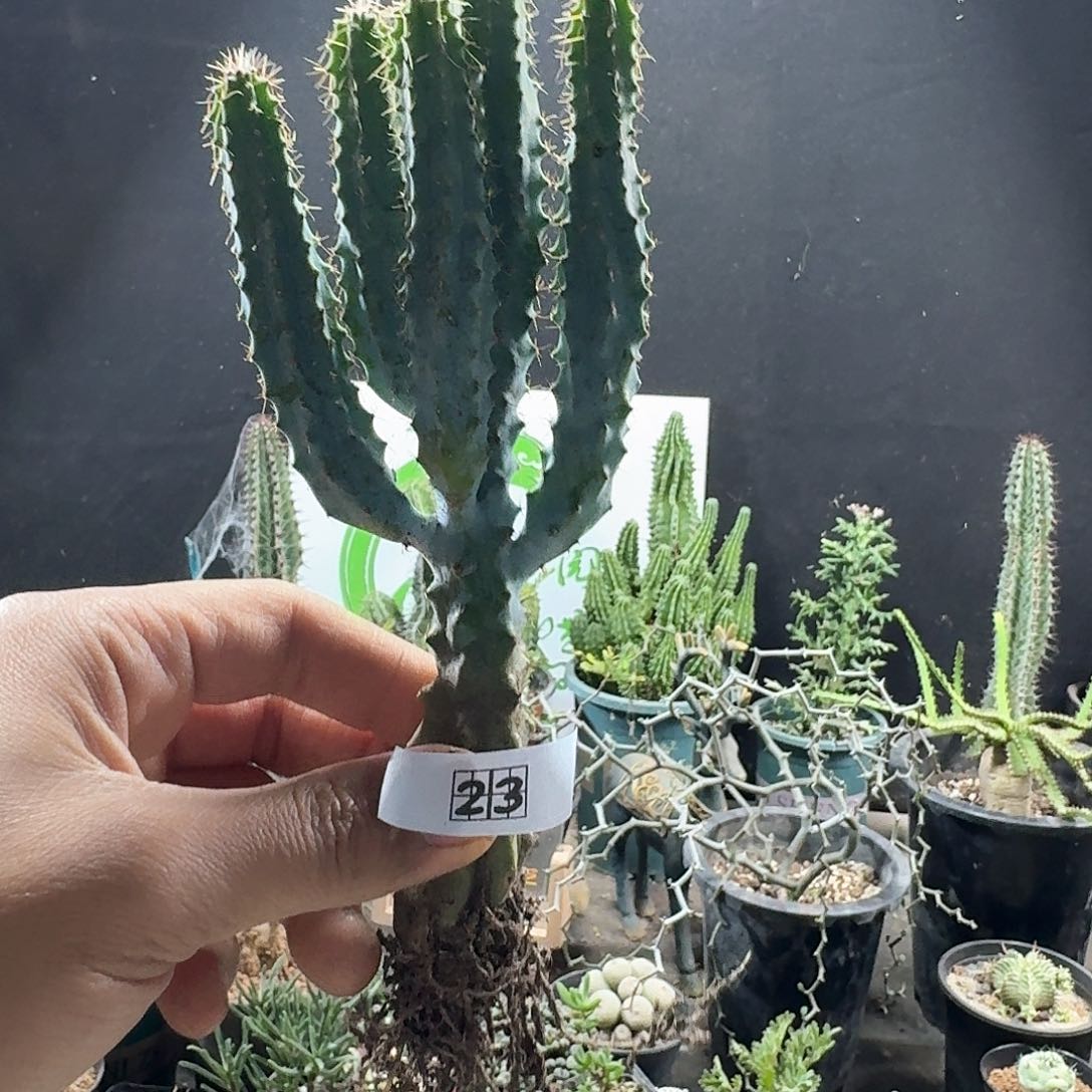 23泰龙木脱土发货