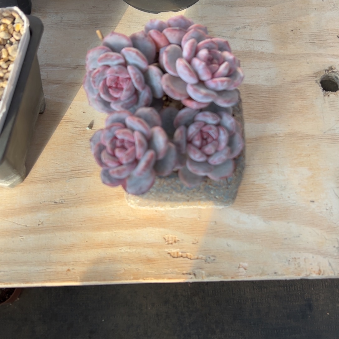 胖嘟嘟肥嘟嘟的多肉