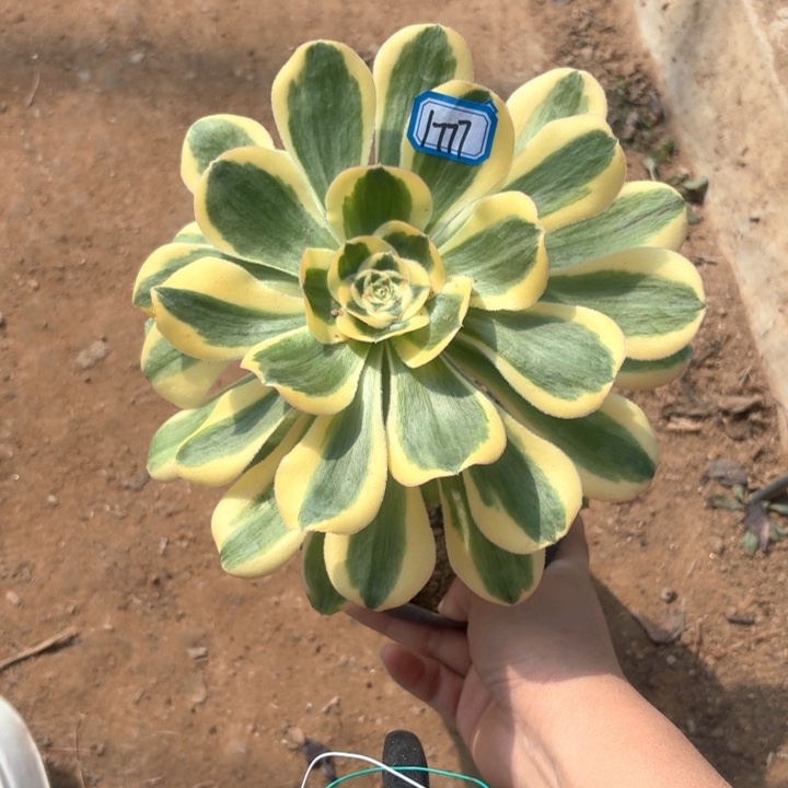 王妃小老桩1777法师多肉