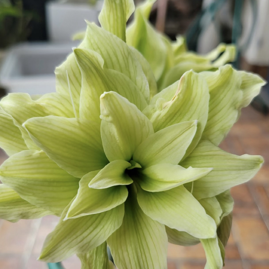 双绿朱顶红包对版种球大球室内外盆栽花卉好养活