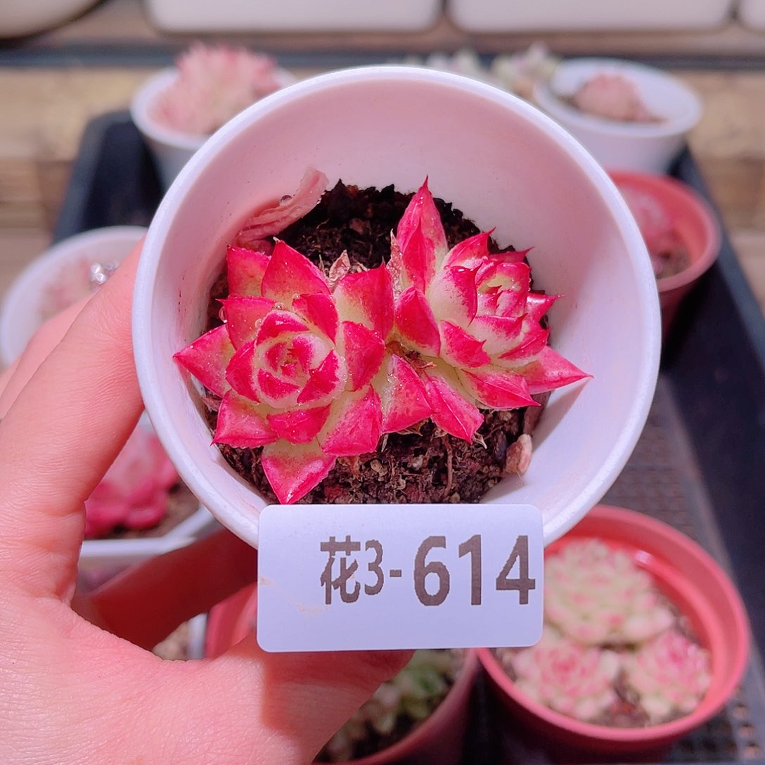 花利美3-614梦幻女王