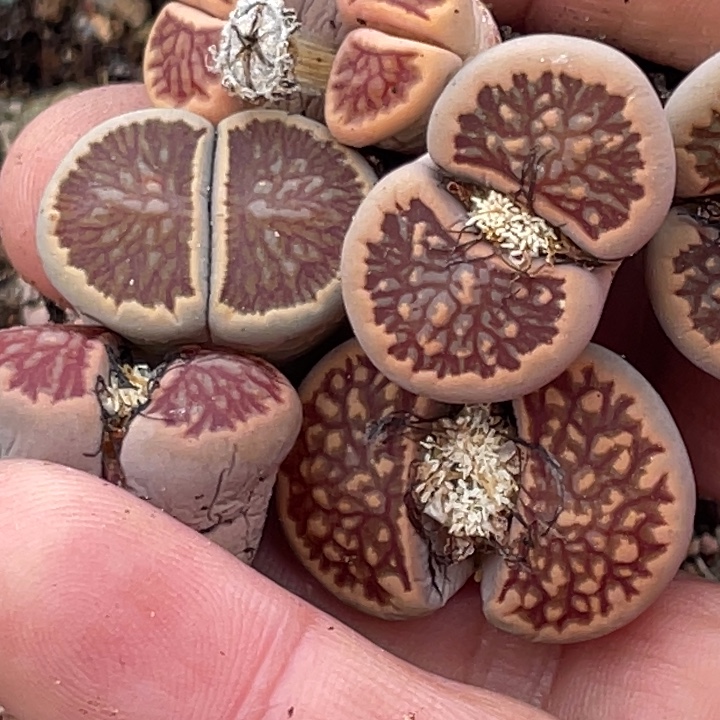 489589898888888588588555