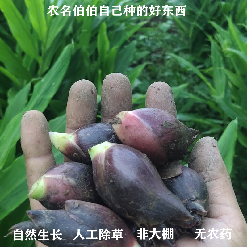 阳荷姜当季野生新鲜蘘荷姜笋洋荷杨河姜500g洋火现摘蔬菜杨合野菜