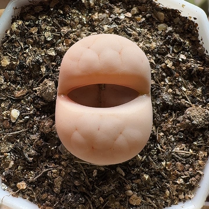 生石花11111111。    282