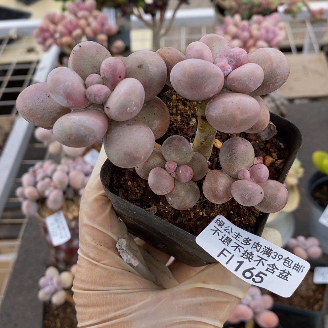 芭比奶酪165/7c m