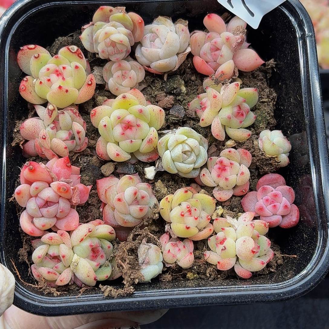 多肉植物多肉植物752