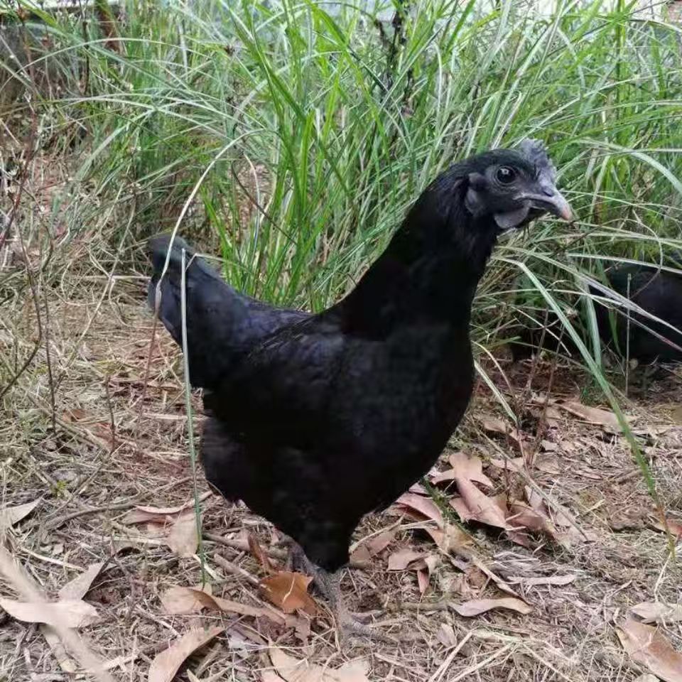 【顺丰冷链包邮】农家散养喂五谷杂粮五黑鸡养足180天以上鸡龄【现拍现宰】