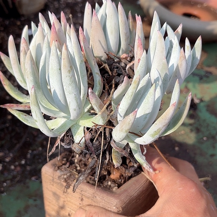 仙女杯多肉植物提取