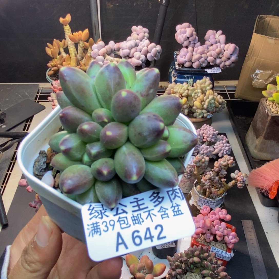 642香蕉树多肉5cm