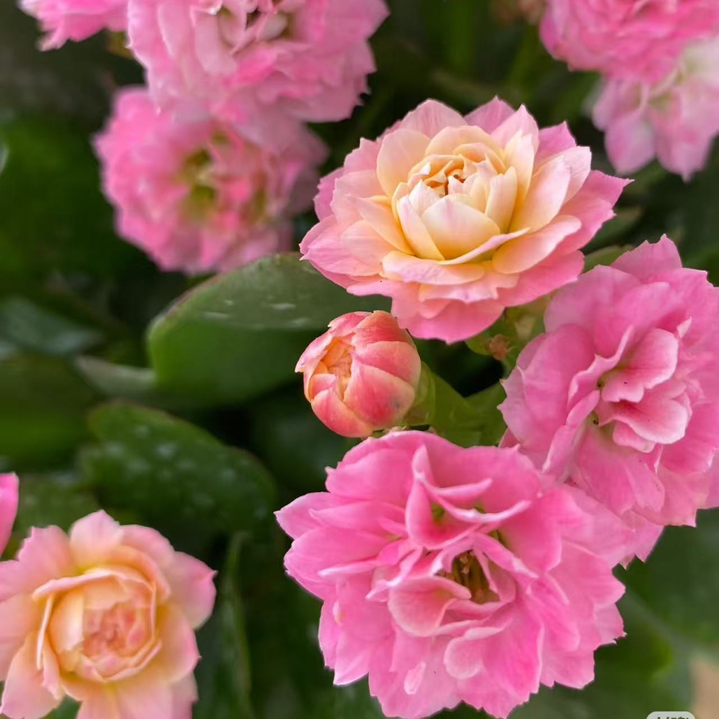 (夏荷）130盆长寿 稀有重瓣粉色品种