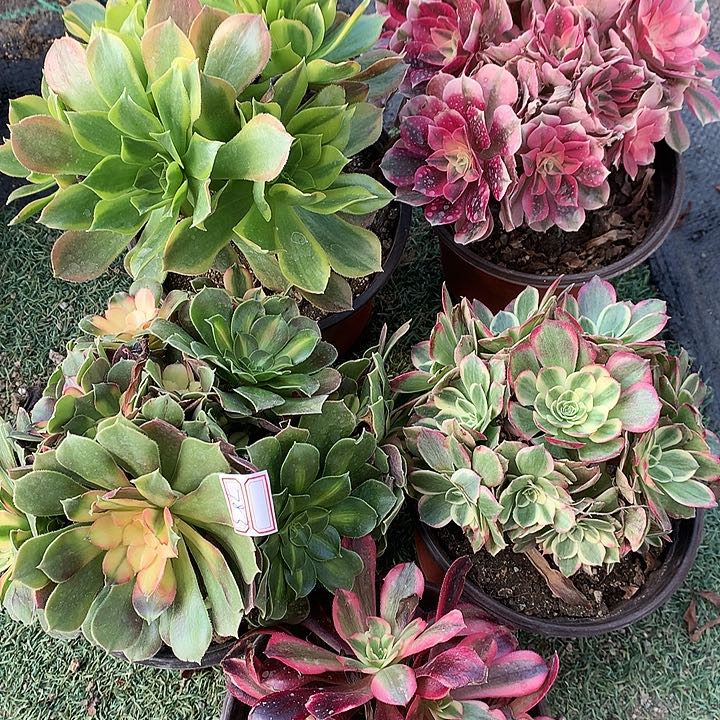 783五棵多肉植物