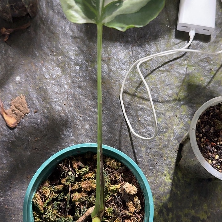 无花朵石化短白龟背竹