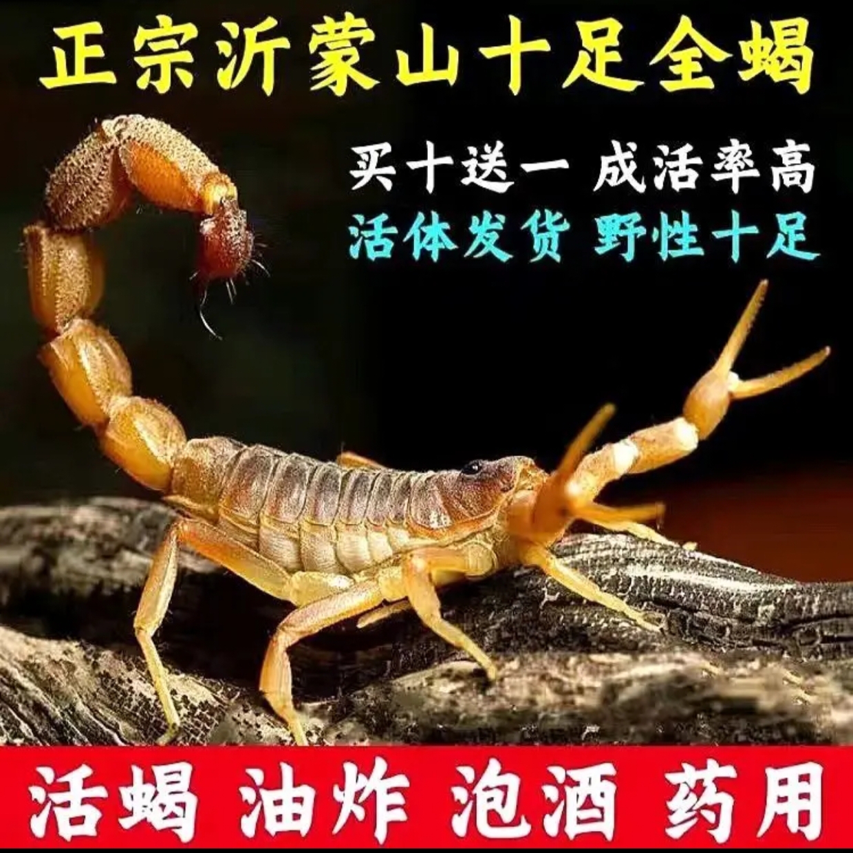 【母蝎王】正宗蒙山十足全蝎蜥蜴螳螂伯劳喂养饲料野性十足活体发货