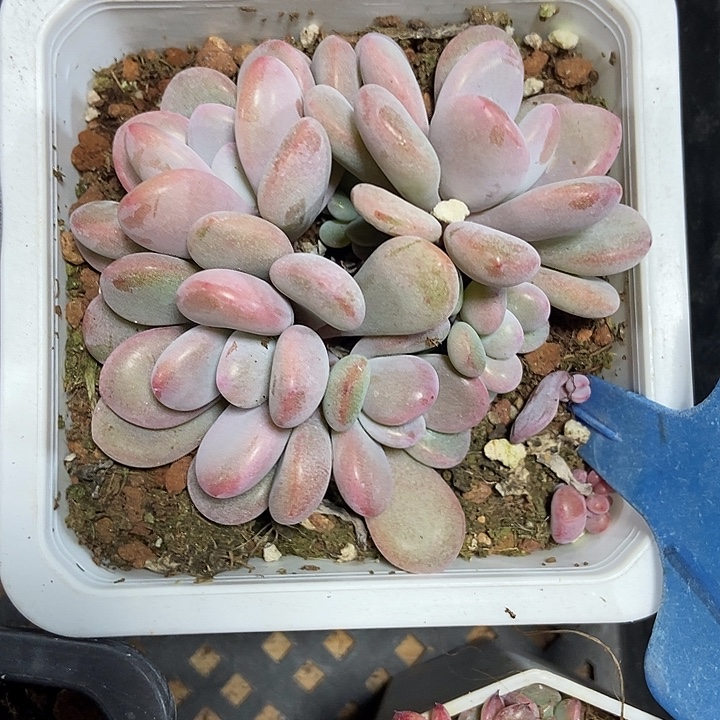 多肉植物粉兔群b07
